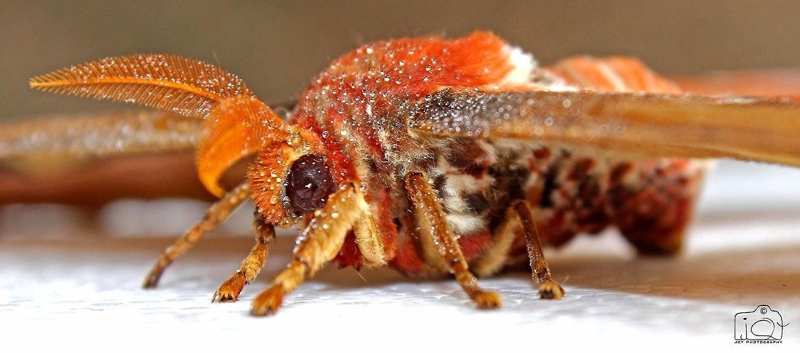 Atlas moth  Atlas Moth,Atlas moth,Attacus atlas,Butterfly,moth