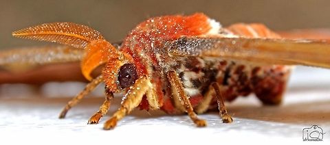 Atlas moth  Atlas Moth,Atlas moth,Attacus atlas,Butterfly,moth