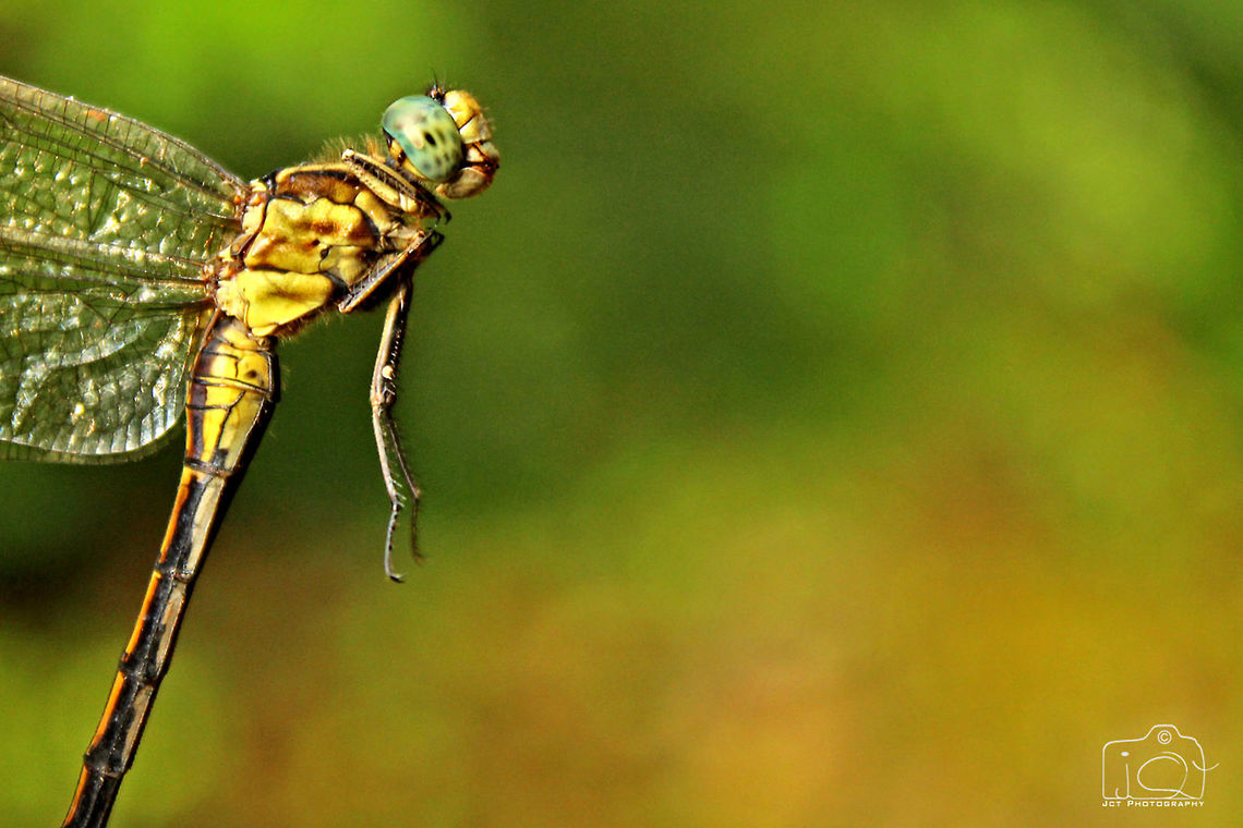 Club-tailed Dragonfly  Dragonfly