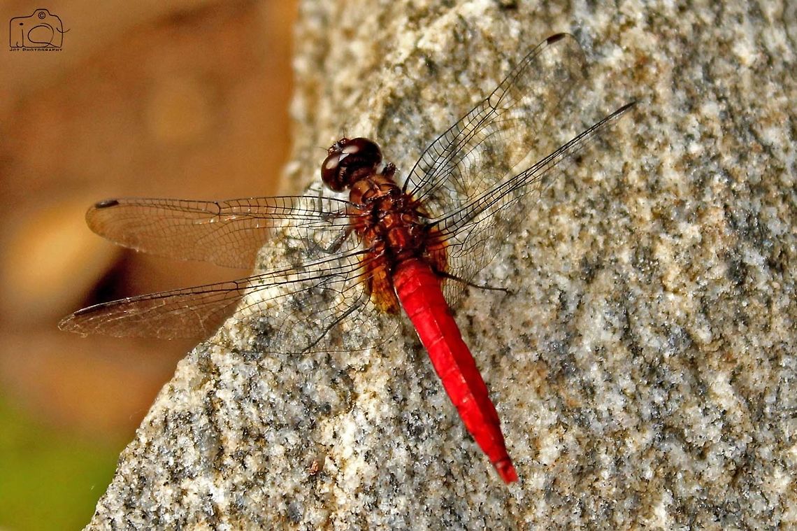 Red Tailed Dragonfly Dragonflies with red tails are the most beautiful and this is one among them. Dragonfly,Orthetrum chrysis,Spine-tufted Skimmer