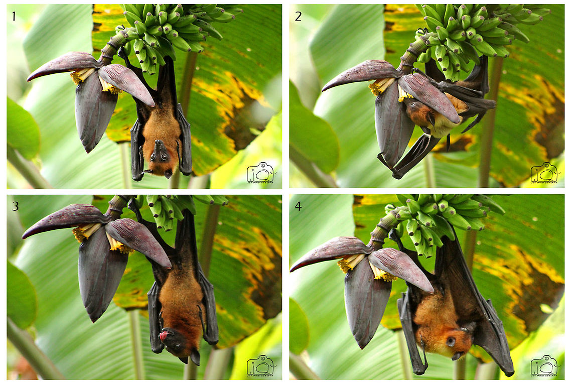 Bat tasting some Banana Flower’s Honey.. I found him heading to a group of banana trees, and I ran inside to get my machine to capture him. <br />
LENS…. Uff it was not necessary to swallow him completely(18-55), all of some sudden actions and I was out with what I have the max. (300mm), but unfortunately I couldn't find where he is hidden by that time. I was little disappointed and turned back; suddenly I heard the sound of his wings… YEAA.. I got him again, this time I won’t leave you.. I followed him all the way to the next group of banana trees, I think that banana flower’s honey is his favourite.. ; )<br />
I reached almost nearer very quietly, he is a very sharp listener, he recognized me and moved very silently to the end of some bunch of bananas to get it’s flower.<br />
Here I started clicking, as I mentioned earlier, he could listen each and every click sounds too.. Brilliant..!!<br />
<br />
Picture Descriptions :<br />
01. Here I am…!! He was watching the beauty of flower/some smell of a foreigner nearby wink emoticon<br />
02. Who Cares… !! Started sucking honey from every single piece..<br />
03 . Ummmm.. Yummyy…..!! He enjoyed it well, may be my clicks as well.. :p<br />
04. I become more Stronger….!! Checking his body parts here and there..<br />
<br />
EXIF Details:<br />
Date/Time: 02.10.2013/05.25 PM<br />
Camera: Canon 600D<br />
Lens: 75-300 (non IS)<br />
ISO: 1600<br />
Aperture: 5.6<br />
Shutter Speed: 100<br />
Focal Length: 300mm (Handheld) Indian flying fox,Pteropus giganteus,banana,bat