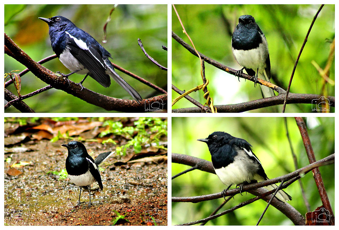 Oriental Magpie-Robin  Copsychus saularis,Oriental Magpie-Robin,bird