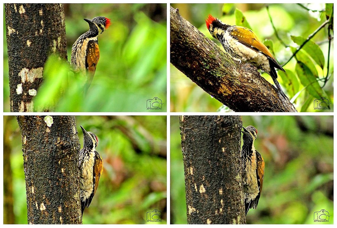 Woodpecker The woodpeckers, piculets, wrynecks, and sapsuckers are a family, Picidae, of near-passerine birds. Members of this family are found worldwide, except for Australia, New Guinea, New Zealand, Madagascar, and the extreme polar regions.<br />
<br />
Lesser golden-backed woodpecker or black-rumped flameback are widely distributed in the open forests and cultivated lands of the Indian Subcontinent. Black-rumped flameback,Dinopium benghalense,Woodpecker