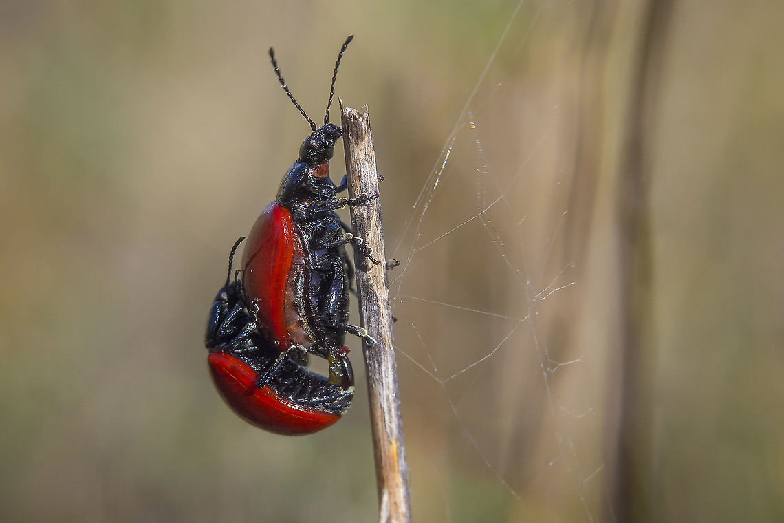 Chrysomela populi Chrysomela (Chrysomela) populi<br />
Autumn, and the next generation for this beetles. Chrysomela populi,Insecta,Poplar Leaf Beetle,arthropoda,autumn,beetle,biodiversity,chrysomelidae,chrysomelinae,coleoptera,insects
