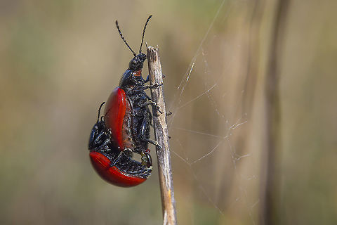 Chrysomela populi Chrysomela (Chrysomela) populi
Autumn, and the next generation for this beetles. Chrysomela populi,Insecta,Poplar Leaf Beetle,arthropoda,autumn,beetle,biodiversity,chrysomelidae,chrysomelinae,coleoptera,insects