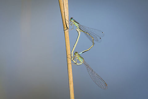 Ischnura pumilio Ischnura pumilio Ischnura pumilio,Scarce blue-tailed damselfly,arthopoda,autumn,biodiversity,coenagrionidae,insecta,insects,odonata,zygoptera