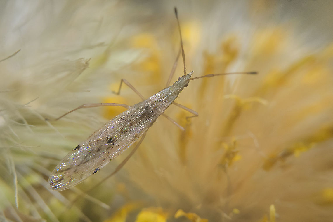 Berytinus striola Berytinus striola, dorsal view.<br />
<br />
Identification by <a href="https://www.jungledragon.com/user/3043/pudding4brains.html" class="user" title="view Pudding4brains's profile"><img src="https://secure.gravatar.com/avatar.php?gravatar_id=d238d74563c9b6ac06a3d7dc1ebe2041&d=identicon&size=80" alt="Pudding4brains" /><em>Pudding4brains</em></a><br />
<a href="https://www.researchgate.net/publication/273797196_The_stilt_bugs_Heteroptera_Berytidae_of_Norway" rel="nofollow">https://www.researchgate.net/publication/273797196_The_stilt_bugs_Heteroptera_Berytidae_of_Norway</a> | p.30 Berytidae,Berytinus striola,Insects,arthropoda,autumn,berytinae,hemiptera,heteroptera,insecta,lygaeoidea