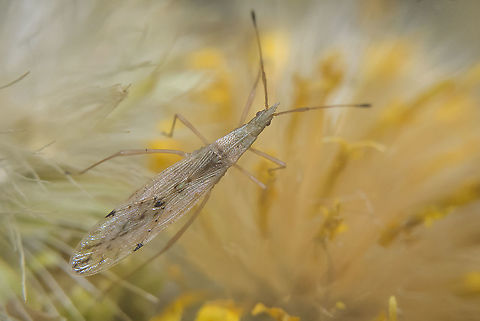 Berytinus striola Berytinus striola, dorsal view.

Identification by https://www.jungledragon.com/user/3043/pudding4brains.html
https://www.researchgate.net/publication/273797196_The_stilt_bugs_Heteroptera_Berytidae_of_Norway | p.30 Berytidae,Berytinus striola,Insects,arthropoda,autumn,berytinae,hemiptera,heteroptera,insecta,lygaeoidea