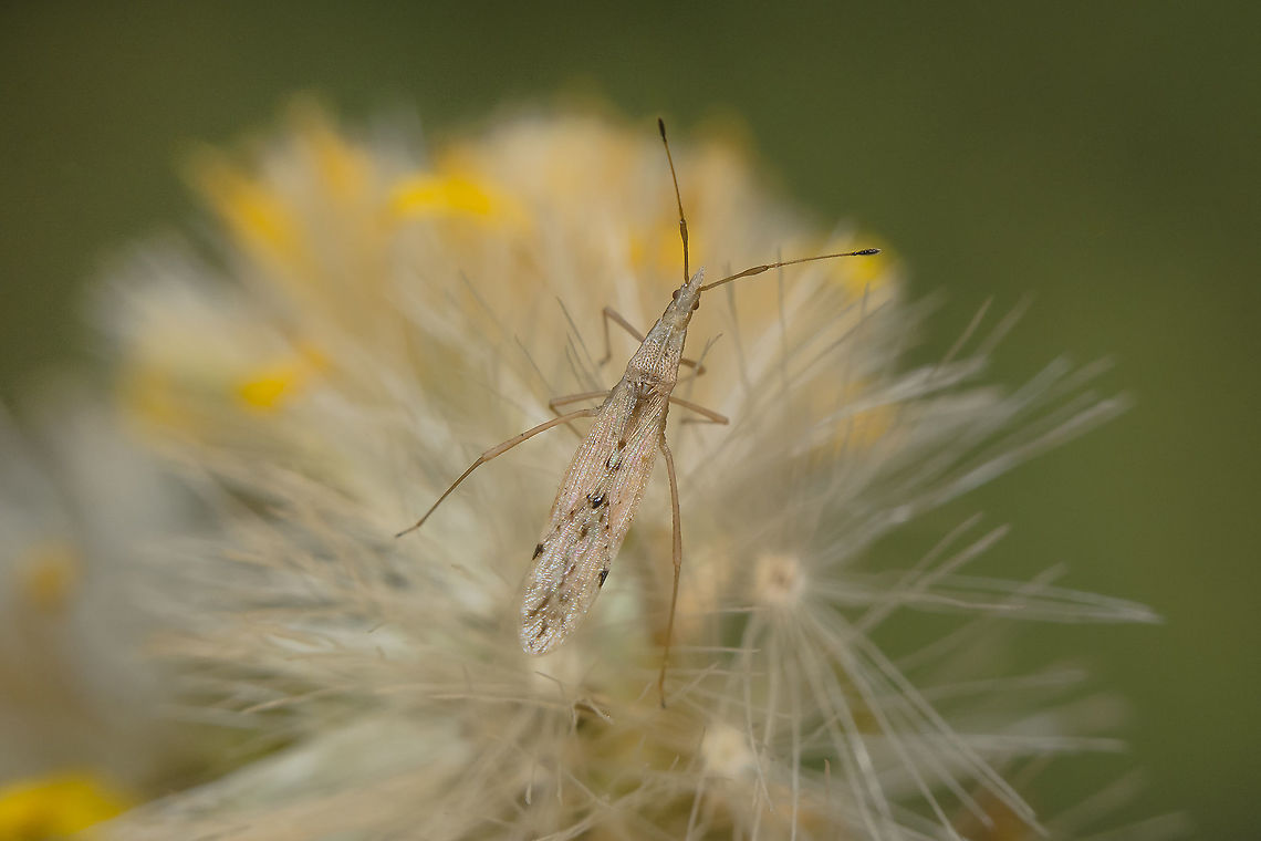 Berytinus striola Berytinus striola, top view.<br />
<br />
Identification by <a href="https://www.jungledragon.com/user/3043/pudding4brains.html" class="user" title="view Pudding4brains's profile"><img src="https://secure.gravatar.com/avatar.php?gravatar_id=d238d74563c9b6ac06a3d7dc1ebe2041&d=identicon&size=80" alt="Pudding4brains" /><em>Pudding4brains</em></a><br />
<a href="https://www.researchgate.net/publication/273797196_The_stilt_bugs_Heteroptera_Berytidae_of_Norway" rel="nofollow">https://www.researchgate.net/publication/273797196_The_stilt_bugs_Heteroptera_Berytidae_of_Norway</a> | p.30 Berytidae,Berytinus striola,Insects,arthropoda,autumn,berytinae,hemiptera,heteroptera,insecta,lygaeoidea