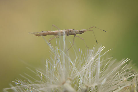 Berytinus striola Berytinus striola, lateral view.

Identification by https://www.jungledragon.com/user/3043/pudding4brains.html
https://www.researchgate.net/publication/273797196_The_stilt_bugs_Heteroptera_Berytidae_of_Norway | p.30 Berytidae,Berytinus striola,Insects,arthropoda,berytinae,hemiptera,heteroptera,insecta,lygaeoidea