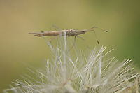 Berytinus striola Berytinus striola, lateral view.<br />
<br />
Identification by https://www.jungledragon.com/user/3043/pudding4brains.html<br />
https://www.researchgate.net/publication/273797196_The_stilt_bugs_Heteroptera_Berytidae_of_Norway | p.30 Berytidae,Berytinus striola,Insects,arthropoda,berytinae,hemiptera,heteroptera,insecta,lygaeoidea