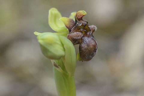 Ophrys bombyliflora Ophrys bombyliflora
https://www.jungledragon.com/image/111704/ophrys_bombyliflora.html Angiosperms,Asparagales,Bumblebee orchid,Monocots,Ophrys,Ophrys bombyliflora,Orchidaceae,Orchidae,Orchidinae,Orchidoideae,Orchids,Plantae,flower,native orchids,orchids,spring,wild flowers