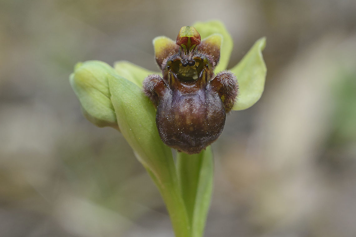 Ophrys bombyliflora Ophrys bombyliflora Angiosperms,Asparagales,Bumblebee orchid,Monocots,Ophrys,Ophrys bombyliflora,Orchidaceae,Orchidae,Orchidinae,Orchidoideae,Orchids,Plantae,flower,native orchids,orchids,spring,wild flowers