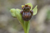 Ophrys bombyliflora Ophrys bombyliflora Angiosperms,Asparagales,Bumblebee orchid,Monocots,Ophrys,Ophrys bombyliflora,Orchidaceae,Orchidae,Orchidinae,Orchidoideae,Orchids,Plantae,flower,native orchids,orchids,spring,wild flowers