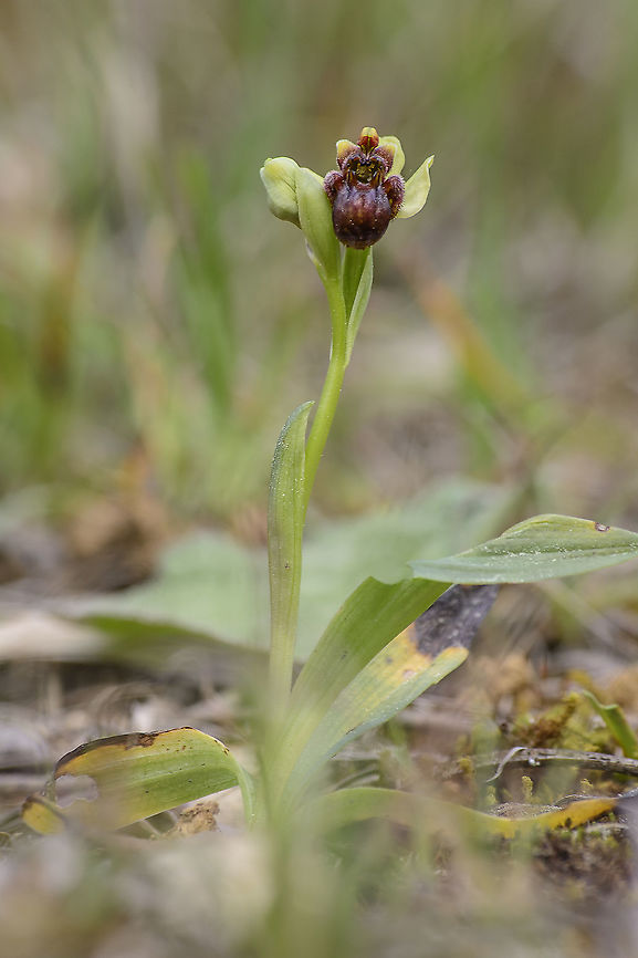 Ophrys bombyliflora Ophrys bombyliflora Angiosperms,Asparagales,Bumblebee orchid,Monocots,Ophrys,Ophrys bombyliflora,Orchidaceae,Orchidae,Orchidinae,Orchidoideae,Orchids,Plantae,flower,native orchids,orchids,spring,wild flowers