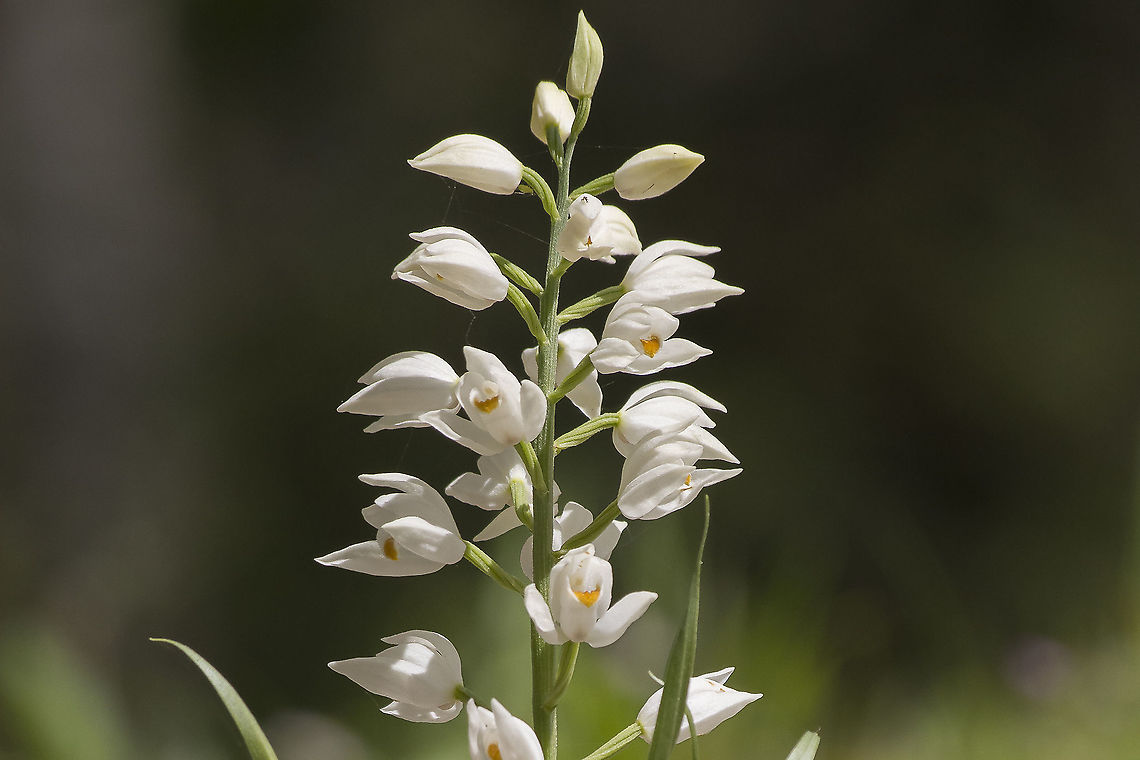 Cephalanthera longifolia Cephalanthera longifolia Cephalanthera longifolia,Sword-leaved Helleborine