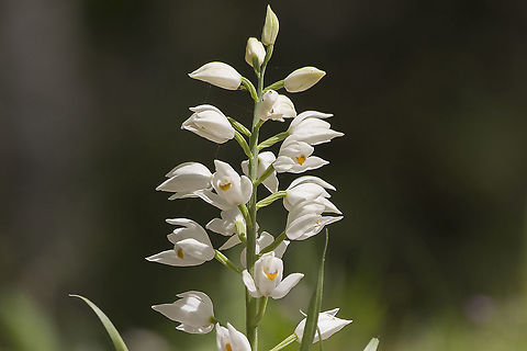Cephalanthera longifolia Cephalanthera longifolia Cephalanthera longifolia,Sword-leaved Helleborine