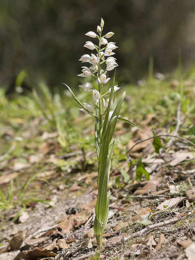 Cephalanthera longifolia Cephalanthera longifolia Cephalanthera longifolia,Sword-leaved Helleborine