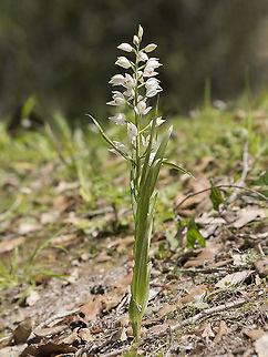 Cephalanthera longifolia Cephalanthera longifolia Cephalanthera longifolia,Sword-leaved Helleborine