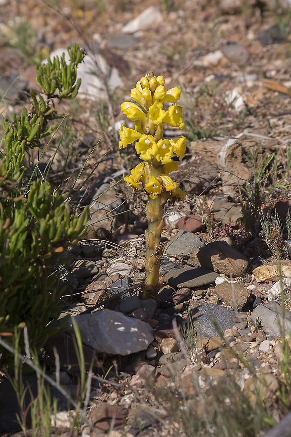 Cistanche phelypaea Cistanche phelypaea Cistanche phelypaea,Yellow broomrape