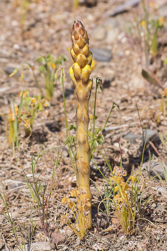 Cistanche phelypaea Cistanche phelypaea Cistanche phelypaea,Yellow broomrape