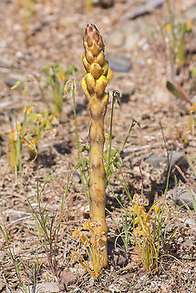 Cistanche phelypaea Cistanche phelypaea Cistanche phelypaea,Yellow broomrape
