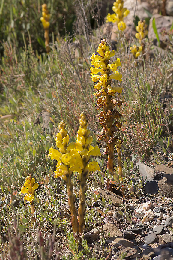 Cistanche phelypaea Cistanche phelypaea Cistanche phelypaea,Yellow broomrape