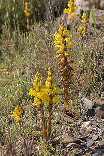 Cistanche phelypaea Cistanche phelypaea Cistanche phelypaea,Yellow broomrape