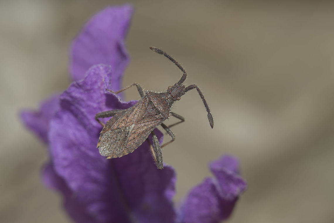 Coriomeris denticulatus Coriomeris denticulatus Coriomeris denticulatus,arthropods,athropoda,coreidae,coreoidea,hemiptera,heteroptera,insecta,insects,spring