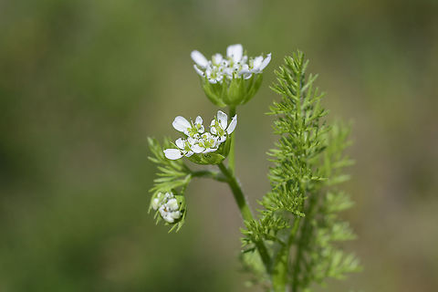 Scandix pecten-veneris Scandix pecten-veneris Scandix pecten-veneris