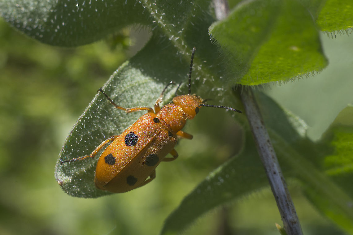 Leptopalpus rostratus Leptopalpus rostratus Leptopalpus rostratus
