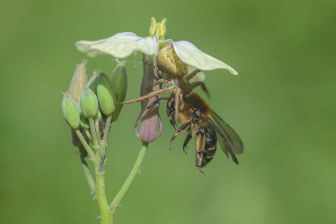 Andrena lagopus Andrena lagopus, and the spider Andrena lagopus
