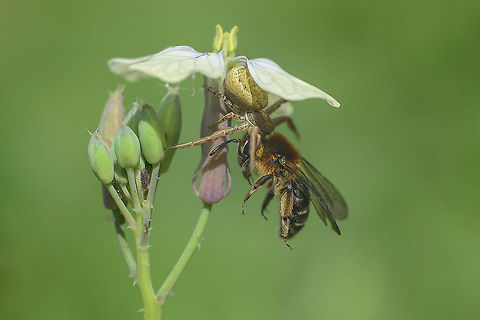 Two-celled Sand Bee