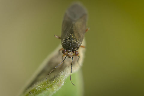 Strongylocoris cicadifrons Strongylocoris cicadifrons, A.Costa, 1853.
Adult on Cistus albidus.

Nymph here:
https://www.jungledragon.com/image/111766/strongylocoris_cicadifrons.html/zoom

 Miridae,Strongylocoris cicadifrons,arthropoda,biodiversity,bugs,hemiptera,heteroptera,insecta,insects,spring