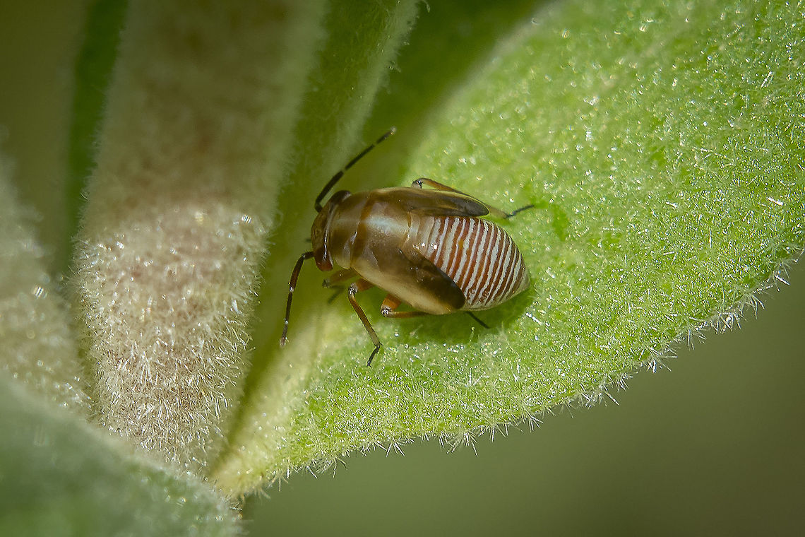 Strongylocoris cicadifrons Strongylocoris cicadifrons, A.Costa, 1853.<br />
Nymph on Cistus albidus.<br />
<br />
Adult here:<br />
<a href="https://www.jungledragon.com/image/111765/strongylocoris_cicadifrons.html/zoom" rel="nofollow">https://www.jungledragon.com/image/111765/strongylocoris_cicadifrons.html/zoom</a> Miridae,Strongylocoris cicadifrons,arthropoda,biodiversity,bugs,hemiptera,heteroptera,insecta,insects,spring