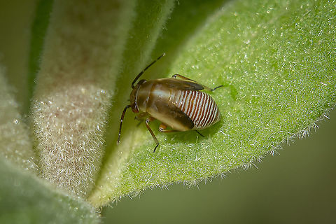 Strongylocoris cicadifrons Strongylocoris cicadifrons, A.Costa, 1853.
Nymph on Cistus albidus.

Adult here:
https://www.jungledragon.com/image/111765/strongylocoris_cicadifrons.html/zoom Miridae,Strongylocoris cicadifrons,arthropoda,biodiversity,bugs,hemiptera,heteroptera,insecta,insects,spring