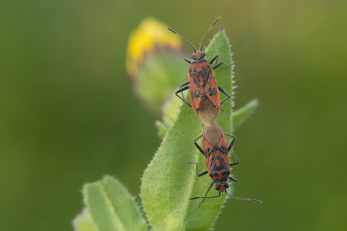 Corizus hyoscyami Corizus hyoscyami<br />
Matting Corizus hyoscyami,Red and black squash bug,arthopoda,biodiversity,coreoidea,insecta,insects,rhopalidae,winter