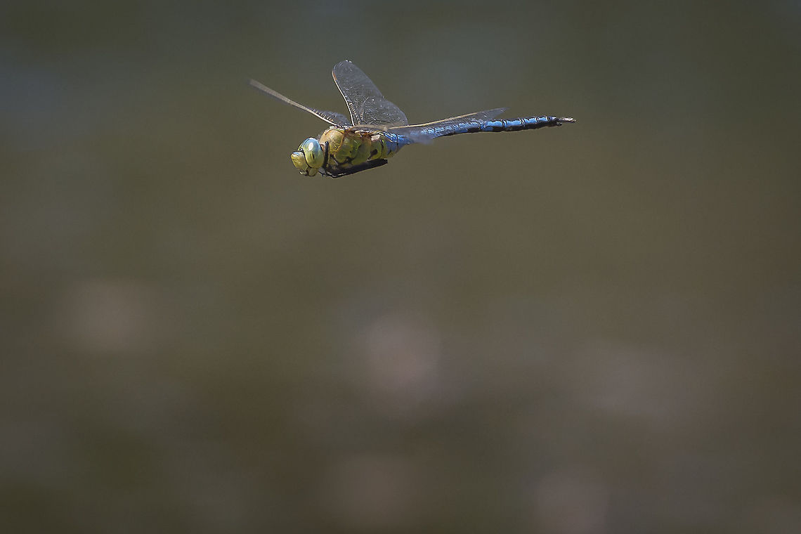 Anax imperator Anax imperator <br />
Adult male on patrol<br />
<br />
With the arrival of spring, the first species of dragonflies and damselflies can now be seen, which with the increase in water and air temperature, emerge from the aquatic stage to a new inland world now to be conquered, for a brief short of time on our existence, amazing us with their flight, each passing year, like a biological clock. Anax imperator,Emperor dragonfly,aeshnidae,anisoptera,arthropoda,biodiversity,insecta,insects,odonata,spring