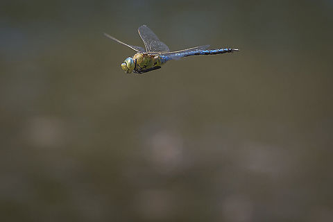 Anax imperator Anax imperator 
Adult male on patrol

With the arrival of spring, the first species of dragonflies and damselflies can now be seen, which with the increase in water and air temperature, emerge from the aquatic stage to a new inland world now to be conquered, for a brief short of time on our existence, amazing us with their flight, each passing year, like a biological clock. Anax imperator,Emperor dragonfly,aeshnidae,anisoptera,arthropoda,biodiversity,insecta,insects,odonata,spring