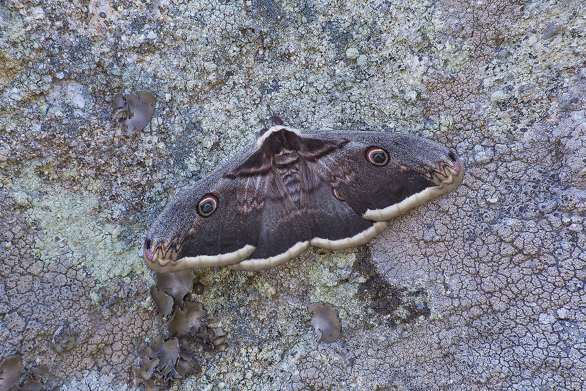 Saturnia pyri Saturnia pyri, female Giant Peacock Moth,Saturnia pyri,arthropoda,biodiversity,heterocera,insecta,insects,lepidoptera,moth,saturnidae,spring