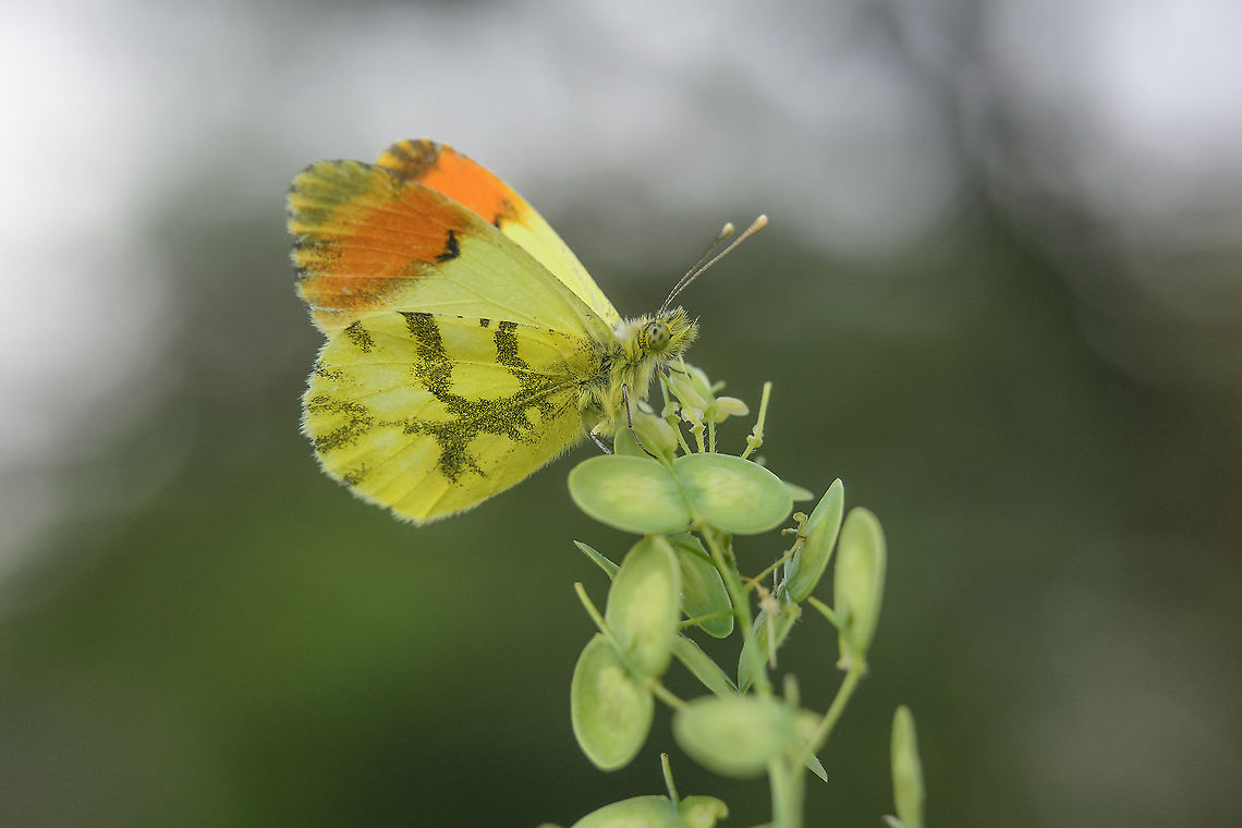 Anthocaris euphenoides Anthocaris euphenoides, male. Anthocaris euphenoides,Anthocharis euphenoides,Provence orange tip,biodiversity,insecta,insects,lepidoptera,pieridae,rhopalocera,spring