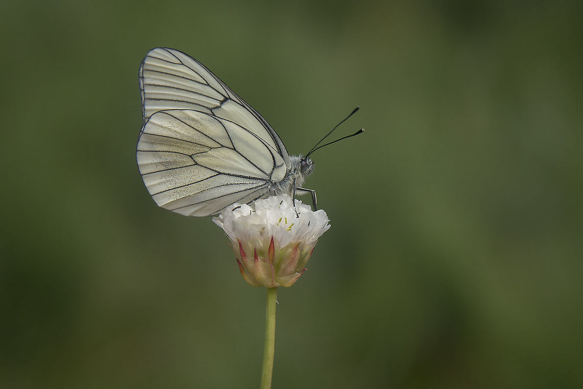 Aporia crataegi Aporia crataegi Aporia crataegi,Black-veined white