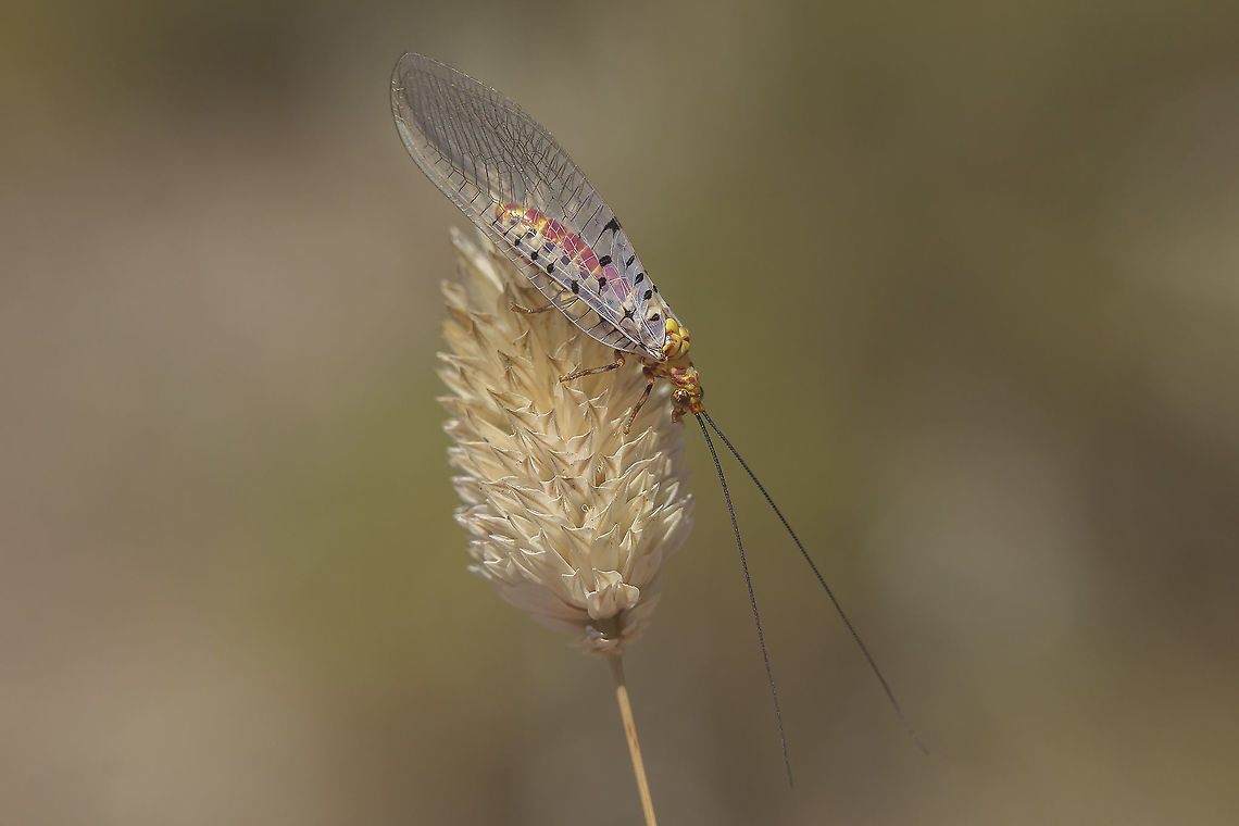 Italochrysa stigmatica Italochrysa stigmatica Chrysopidae,Italochrysa stigmatica,biodiversity,insecta,insetcs,neuroptera,spring