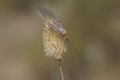 Italochrysa stigmatica