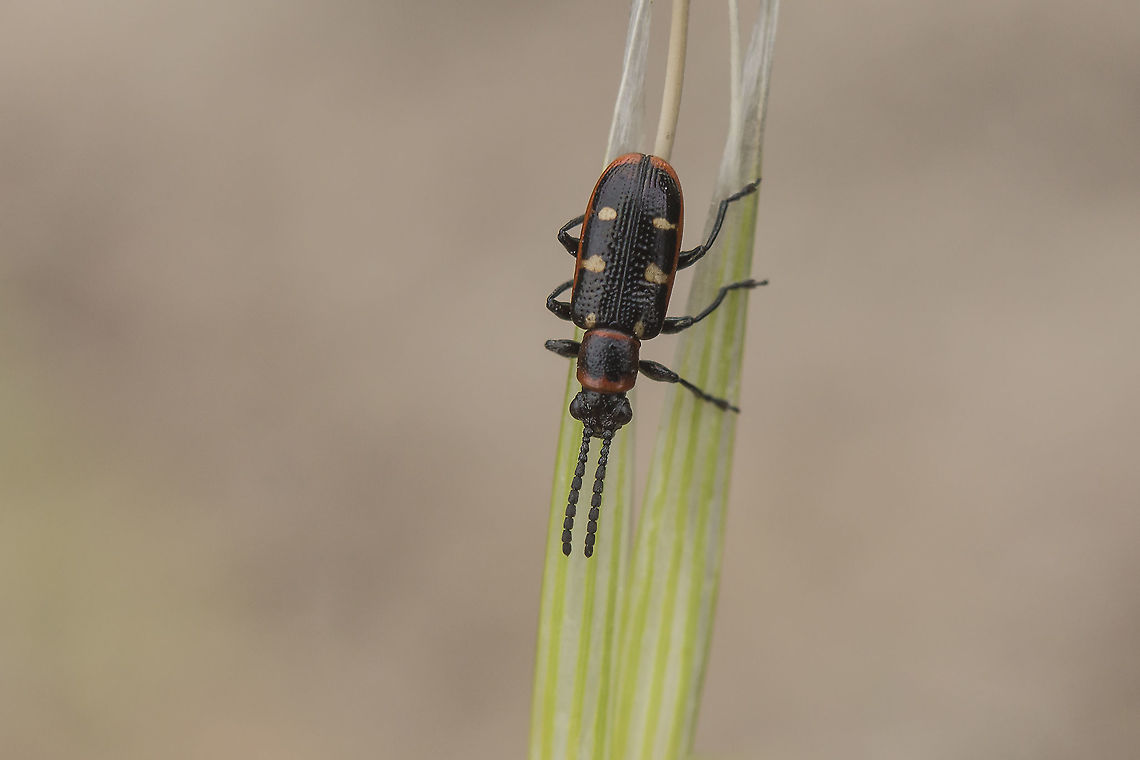 Crioceris asparagi Crioceris asparagi Common Asparagus Beetle,Crioceris asparagi