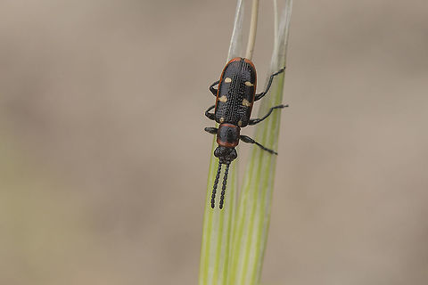 Crioceris asparagi Crioceris asparagi Common Asparagus Beetle,Crioceris asparagi