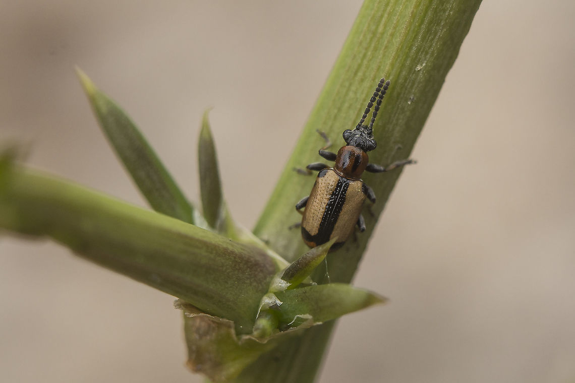Crioceris paracenthesis Crioceris paracenthesis Crioceris paracenthesis