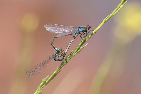 Erythromma viridulum Erythromma viridulum, mating ring. Erythromma viridulum,Small Red-eyed Damselfly,arthopoda,coenagrionidae,damselfly,insecta,insects,odonata,spring,zygoptera