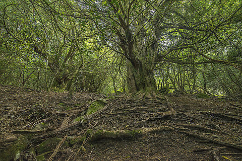 Taxus baccata Taxus baccata European Yew,Forest,Geotagged,Pinales,Pinophyta,Pinopsida,Plantae,Spain,Spring,Taxaceae,Taxus baccata,milenar trees,old trees,taxaceae,trees