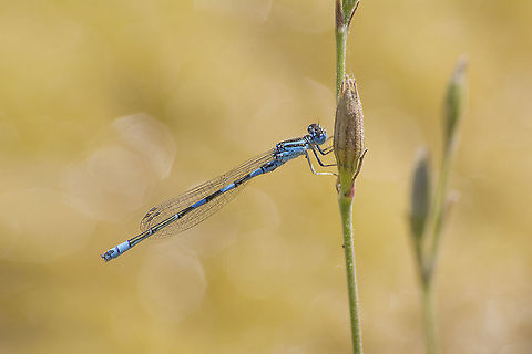 Coenagrion caerulescens Coenagrion caerulescens, adult male. Coenagrion caerulescens,arthropoda,biodiversity,damselfly,insecta,insects,odonata,spring,zygoptera